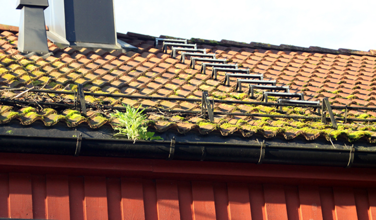 Mose på gror gjerne på teglstein hvis forholdene ligger til rette for det. Foto: CEWG