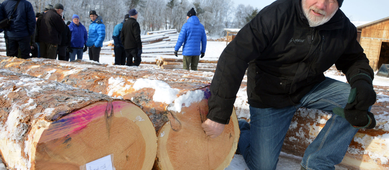 Digert og holdbart. Skogbruker Hans Hagen fra Sjåk er imponert over dimensjonene på spesialvirket til Materialbanken på Vingelen. Her med stor malmfuru. Foto: Bård Bårdløkken