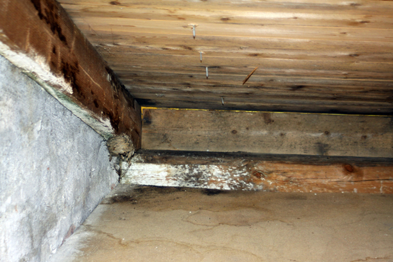 Taket har ikke vært tett, og det er tydelige tegn på fukt på loftet. Foto: CEWG