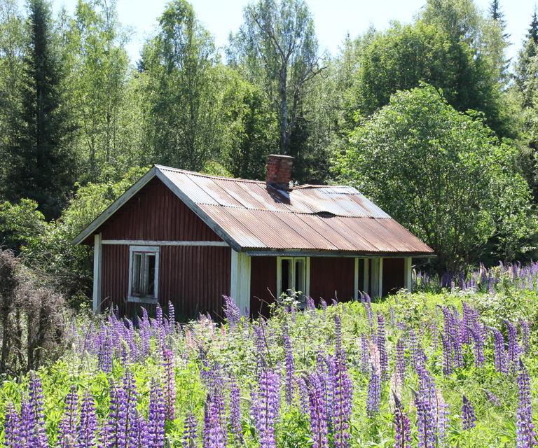 Bilde 25 Lupiner og nedfall.JPG