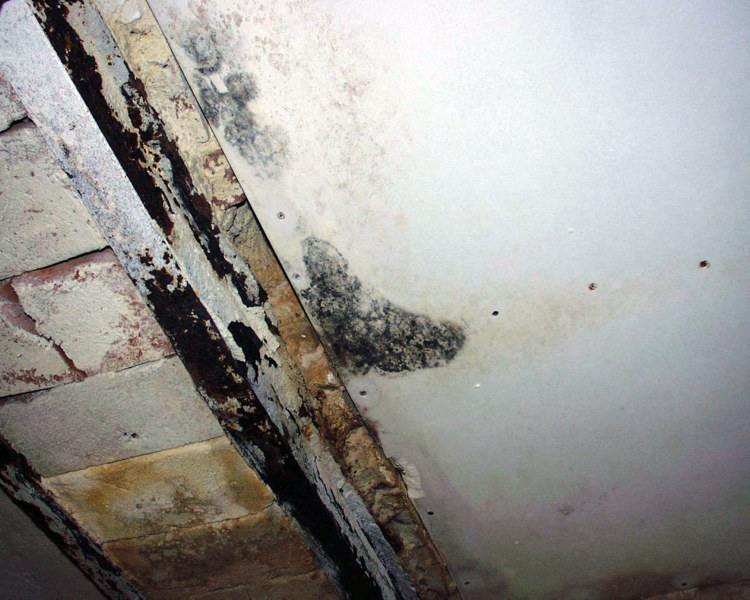 Muggsopp på gipsplater i en kjeller. Et vanlig syn hvis det er fuktig, kjølig og ventilasjonen ikke er tilstrekkelig. Foto: Mycoteam as