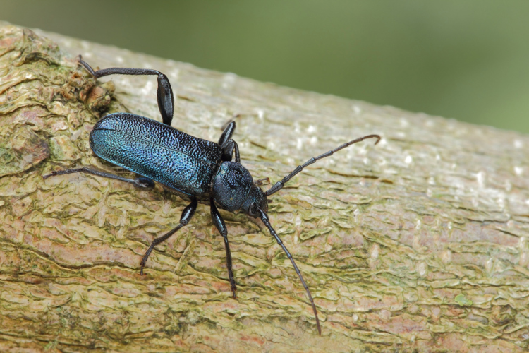 Blåbukk er en blank blå eller fiolett bille. Den er en hyppig gjest i fyringsved og liker tørr bark. Den er ikke et alvorlig skadedyr. Foto: Shutterstock