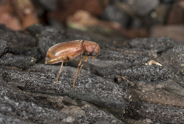 Myk borebille trives best i bark og tørt bartre. Den gnager bare i overflaten og lager ikke så mye skade. Foto: Henrik Larsson, Shutterstock