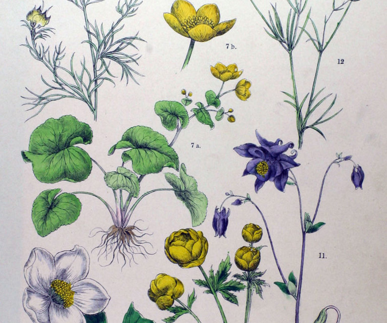 Aquilegia vulgaris Ill www.biolib.de.jpg